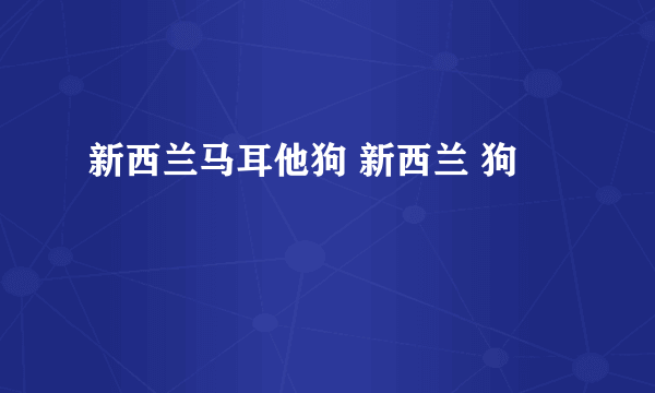 新西兰马耳他狗 新西兰 狗