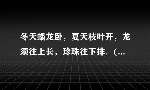 冬天蟠龙卧，夏天枝叶开，龙须往上长，珍珠往下排。(打一植物)