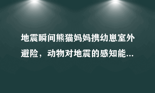 地震瞬间熊猫妈妈携幼崽室外避险，动物对地震的感知能力有多强？