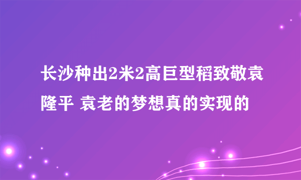 长沙种出2米2高巨型稻致敬袁隆平 袁老的梦想真的实现的