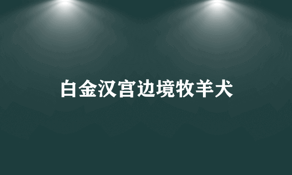 白金汉宫边境牧羊犬