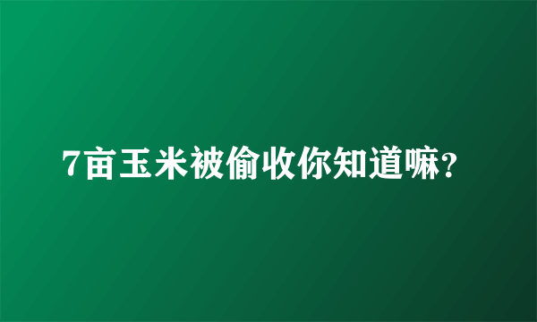 7亩玉米被偷收你知道嘛？