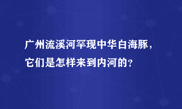 广州流溪河罕现中华白海豚，它们是怎样来到内河的？