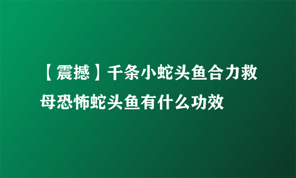 【震撼】千条小蛇头鱼合力救母恐怖蛇头鱼有什么功效