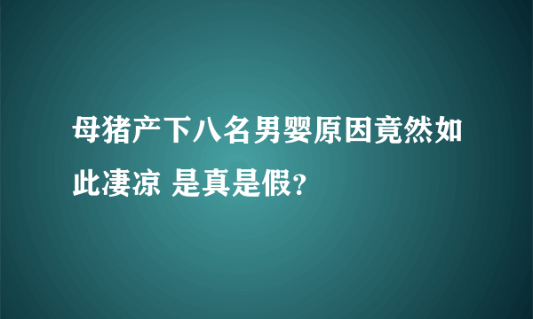 母猪产下八名男婴原因竟然如此凄凉 是真是假？