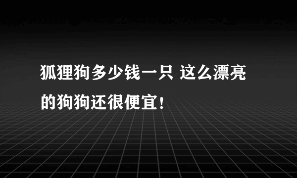 狐狸狗多少钱一只 这么漂亮的狗狗还很便宜！