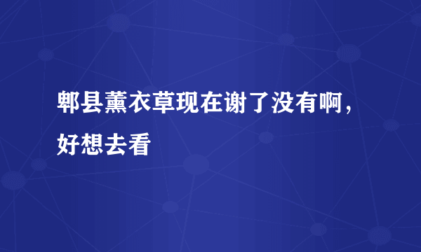 郫县薰衣草现在谢了没有啊，好想去看