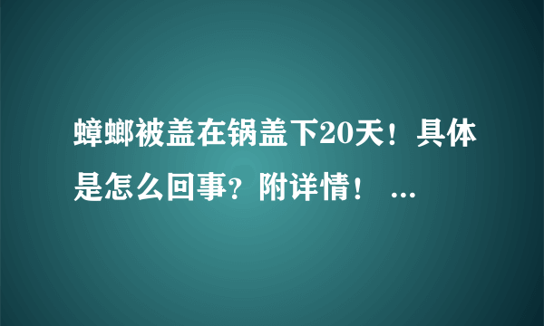 蟑螂被盖在锅盖下20天！具体是怎么回事？附详情！ - 飞外网