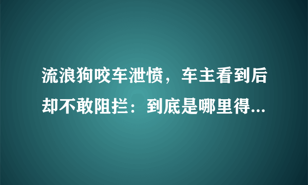 流浪狗咬车泄愤，车主看到后却不敢阻拦：到底是哪里得罪它们了？