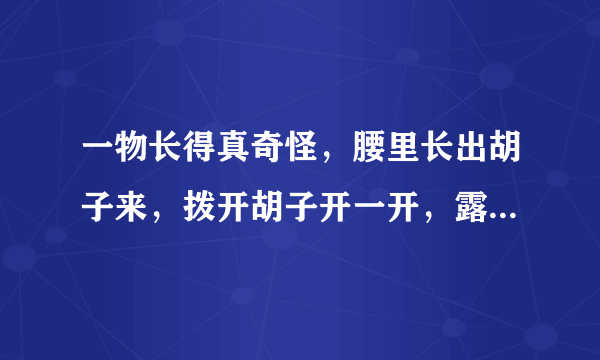 一物长得真奇怪，腰里长出胡子来，拨开胡子开一开，露出牙齿一排排 提示：植物