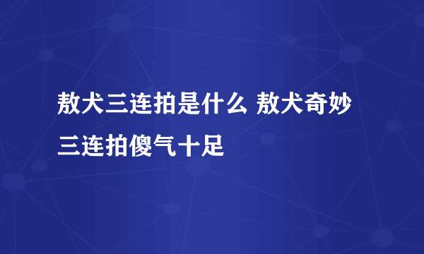 敖犬三连拍是什么 敖犬奇妙三连拍傻气十足