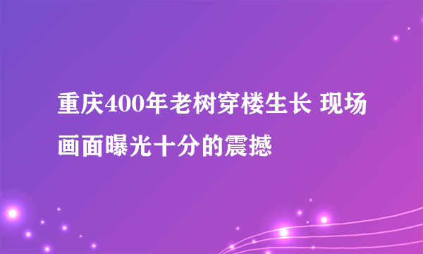 重庆400年老树穿楼生长 现场画面曝光十分的震撼