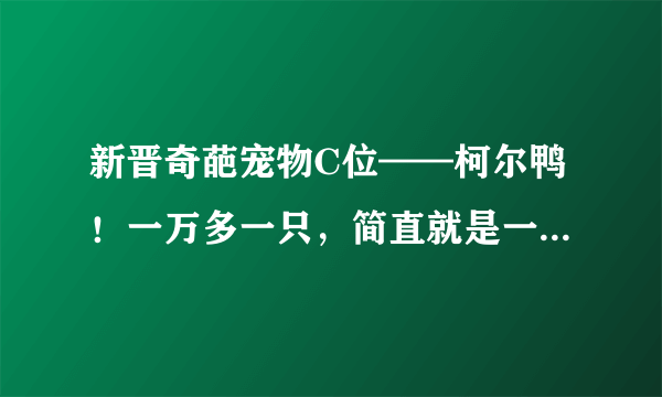 新晋奇葩宠物C位——柯尔鸭！一万多一只，简直就是一斤千金呀！