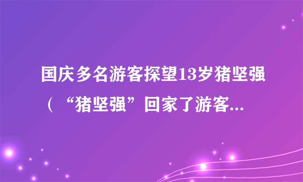 国庆多名游客探望13岁猪坚强（“猪坚强”回家了游客看后表示震撼）