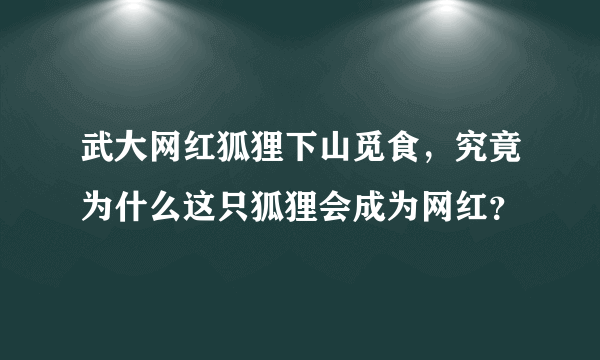 武大网红狐狸下山觅食，究竟为什么这只狐狸会成为网红？