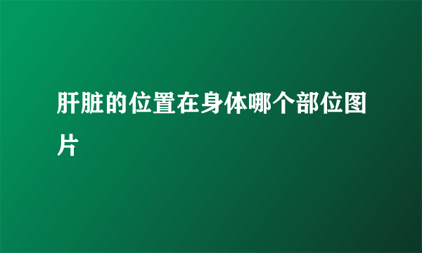 肝脏的位置在身体哪个部位图片