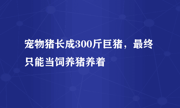 宠物猪长成300斤巨猪，最终只能当饲养猪养着 