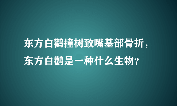 东方白鹳撞树致嘴基部骨折，东方白鹳是一种什么生物？