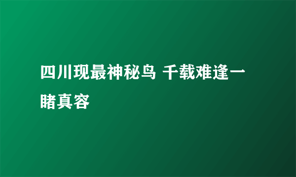 四川现最神秘鸟 千载难逢一睹真容