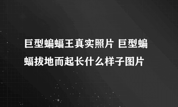 巨型蝙蝠王真实照片 巨型蝙蝠拔地而起长什么样子图片