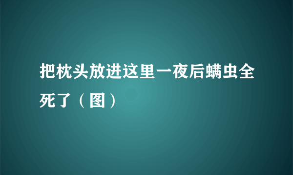 把枕头放进这里一夜后螨虫全死了（图）