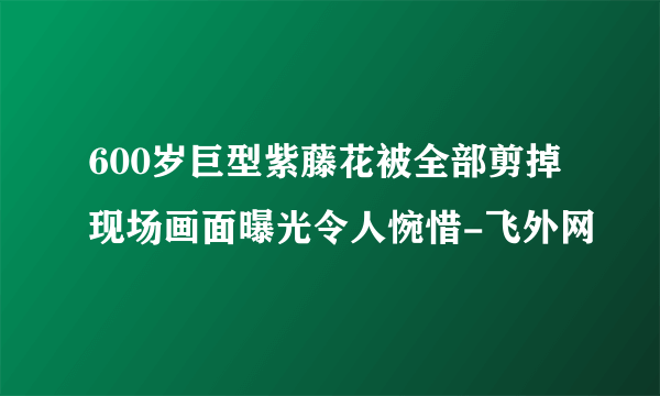 600岁巨型紫藤花被全部剪掉现场画面曝光令人惋惜-飞外网