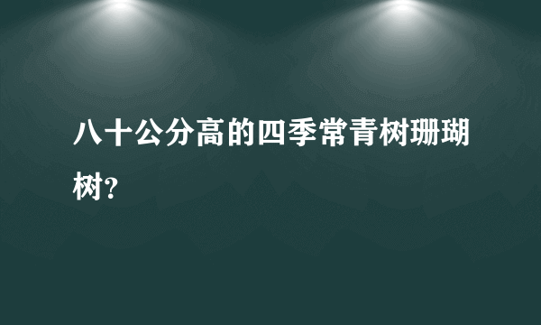 八十公分高的四季常青树珊瑚树？