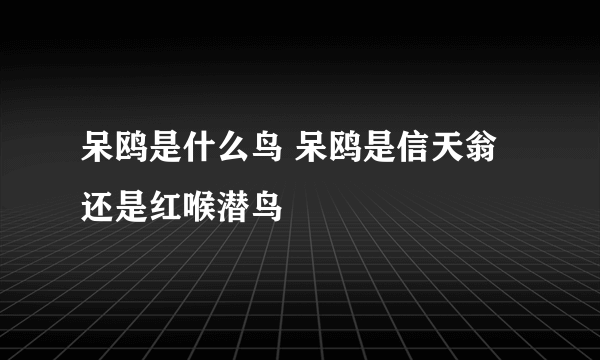 呆鸥是什么鸟 呆鸥是信天翁还是红喉潜鸟