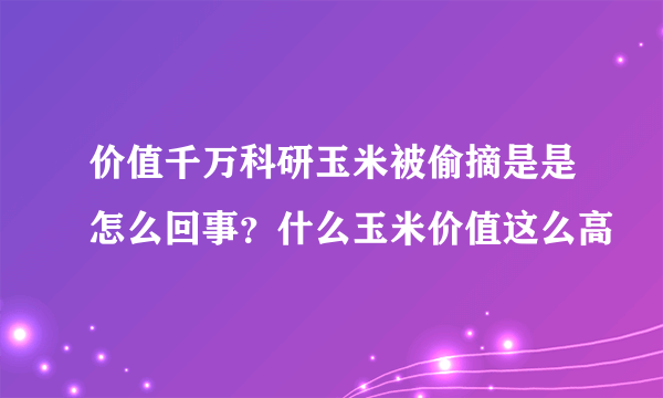 价值千万科研玉米被偷摘是是怎么回事？什么玉米价值这么高