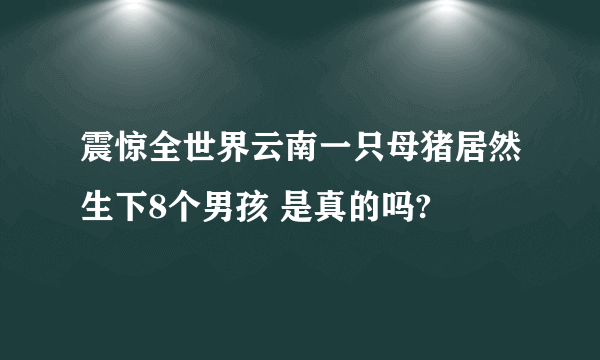 震惊全世界云南一只母猪居然生下8个男孩 是真的吗?