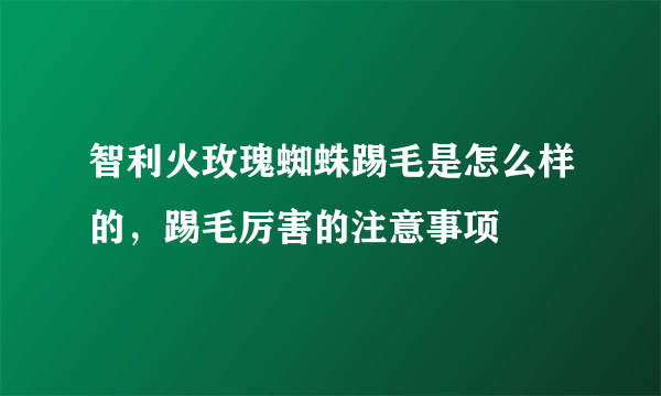 智利火玫瑰蜘蛛踢毛是怎么样的，踢毛厉害的注意事项