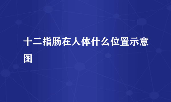 十二指肠在人体什么位置示意图