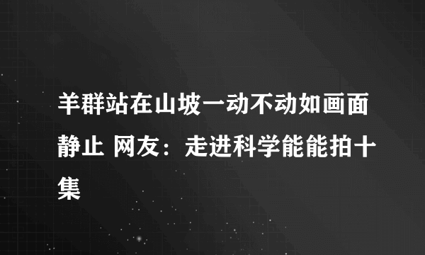 羊群站在山坡一动不动如画面静止 网友：走进科学能能拍十集