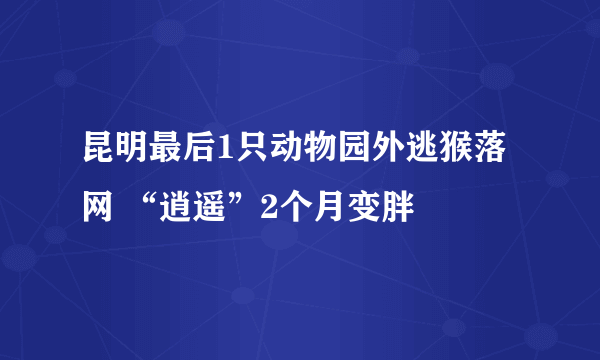 昆明最后1只动物园外逃猴落网 “逍遥”2个月变胖