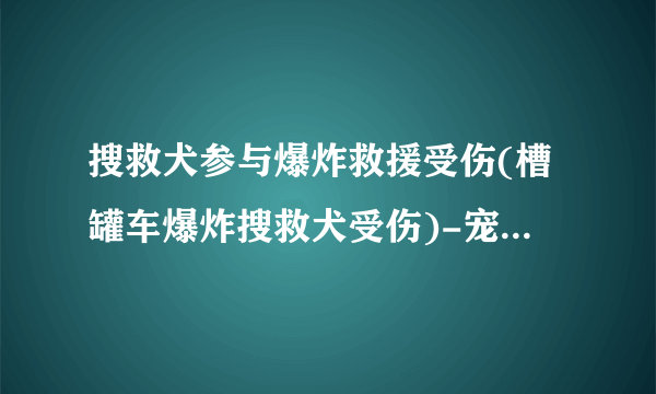 搜救犬参与爆炸救援受伤(槽罐车爆炸搜救犬受伤)-宠物狗-飞外网