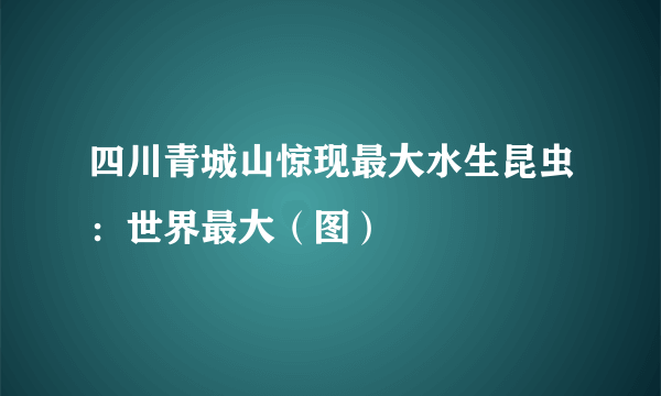 四川青城山惊现最大水生昆虫：世界最大（图）