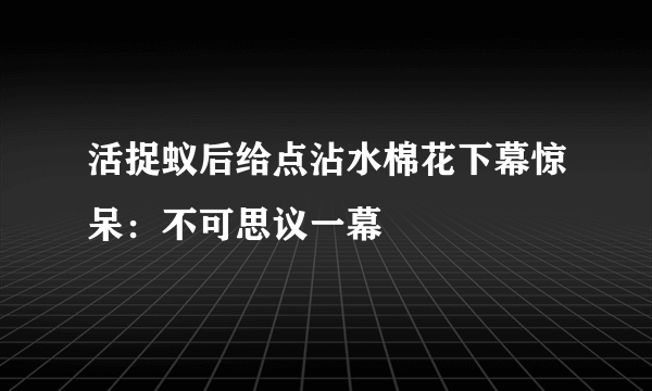 活捉蚁后给点沾水棉花下幕惊呆：不可思议一幕