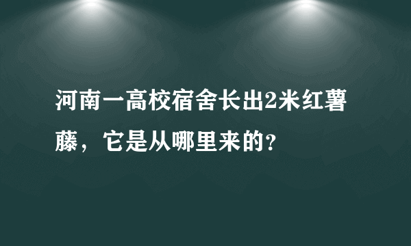 河南一高校宿舍长出2米红薯藤，它是从哪里来的？