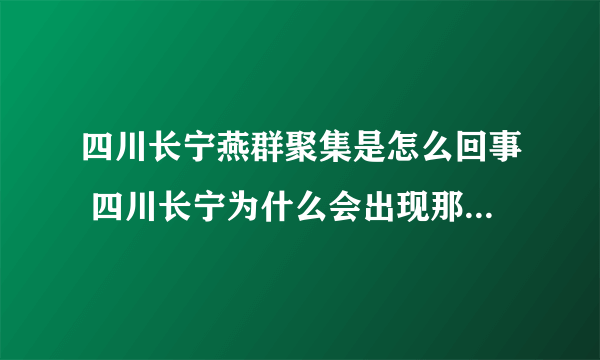 四川长宁燕群聚集是怎么回事 四川长宁为什么会出现那么多燕子