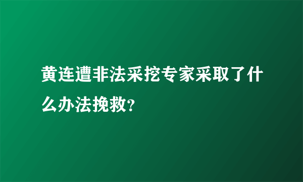 黄连遭非法采挖专家采取了什么办法挽救？