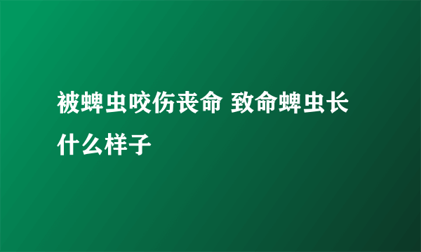 被蜱虫咬伤丧命 致命蜱虫长什么样子