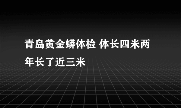 青岛黄金蟒体检 体长四米两年长了近三米