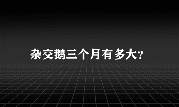 杂交鹅三个月有多大？