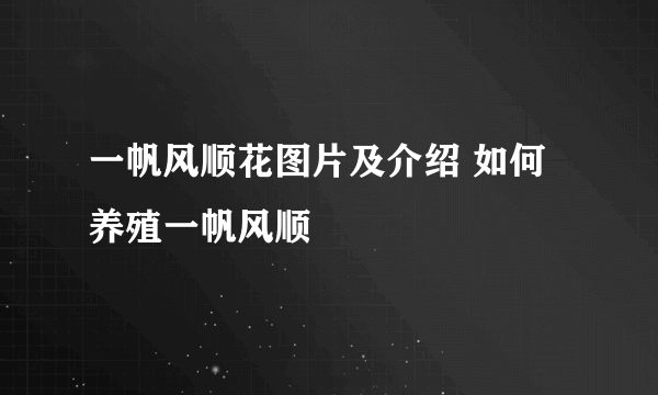 一帆风顺花图片及介绍 如何养殖一帆风顺