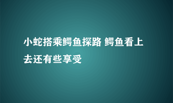 小蛇搭乘鳄鱼探路 鳄鱼看上去还有些享受