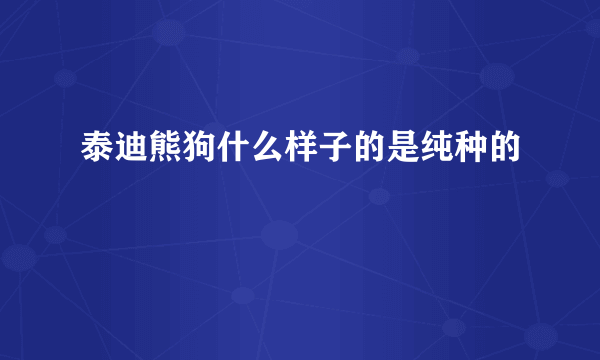 泰迪熊狗什么样子的是纯种的