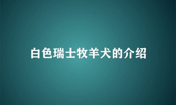 白色瑞士牧羊犬的介绍