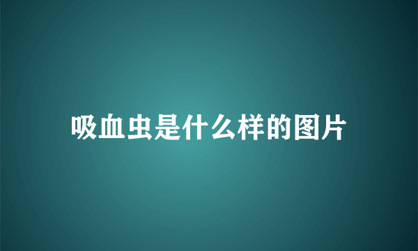 吸血虫是什么样的图片