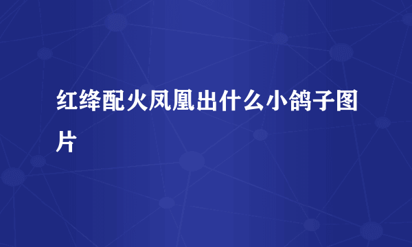 红绛配火凤凰出什么小鸽子图片