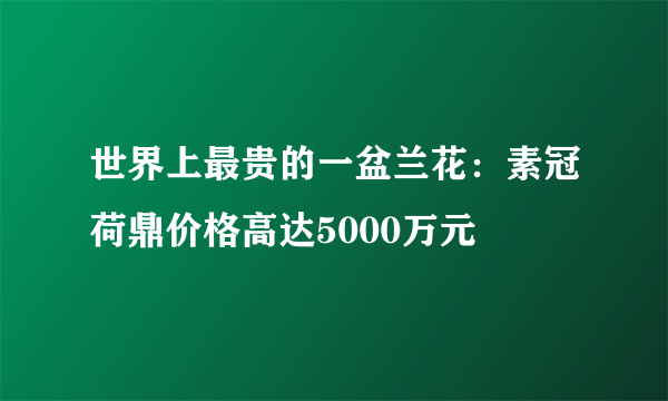 世界上最贵的一盆兰花：素冠荷鼎价格高达5000万元 